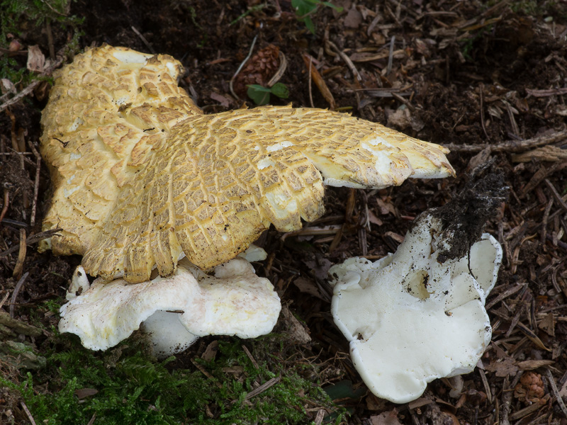 Albatrellus citrinus